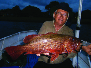  This fish took a trolled Sebile Koolie Minnow in prime time as the sun was setting.