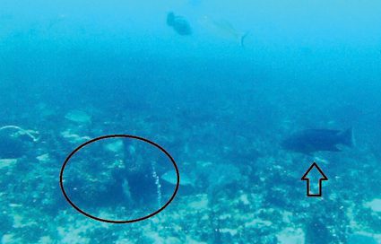 Coronation trout will happily roam gracefully around the reefs while looking for a feed. Here you can see one cruising over a relatively flat reef. Circled is a small overhang that would provide enough structure to offer a suitable home for these beautiful fish.