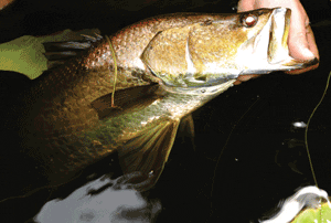 This barra went back for the next angler to enjoy. Photo: Ken Rowling