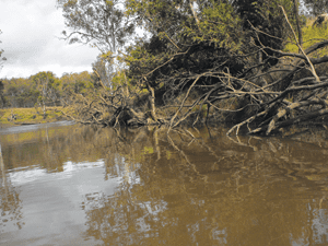 These trees represent an example of the snags within the creek fished by the author.