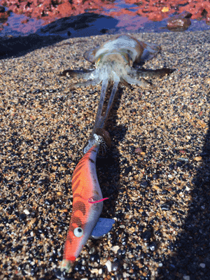 This tiger squid pounced on the author’s jig after a long cast into the breeze. A tiger squid undone by a well-placed jig.