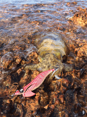 This tiger squid pounced on the author’s jig after a long cast into the breeze.