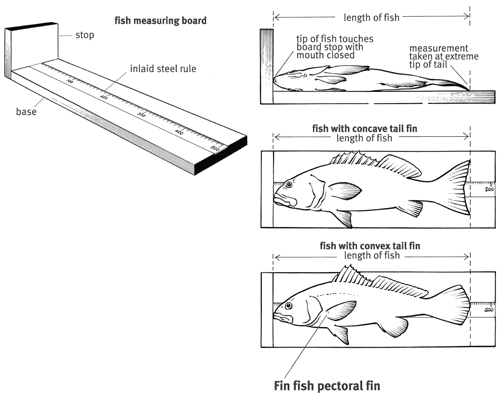 Fish measurement