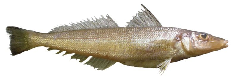 Northern whiting