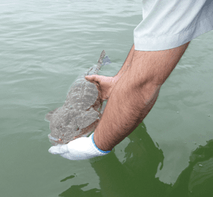 Releasing most fish over 60cm will keep the flathead population healthy.