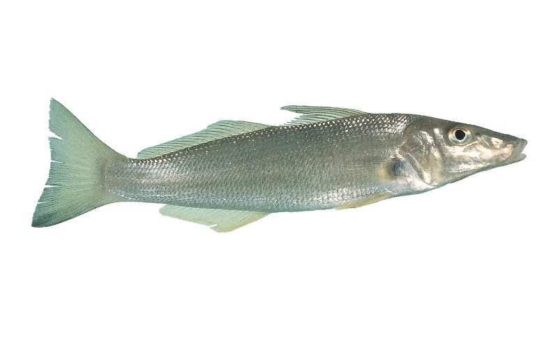 Summer whiting