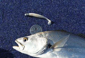 A small jewfish taken on an O.S.P Dolive Shad.