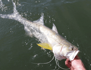 A Gold Coast threadfin salmon during release. Hopefully this species will be a common capture for years to come.