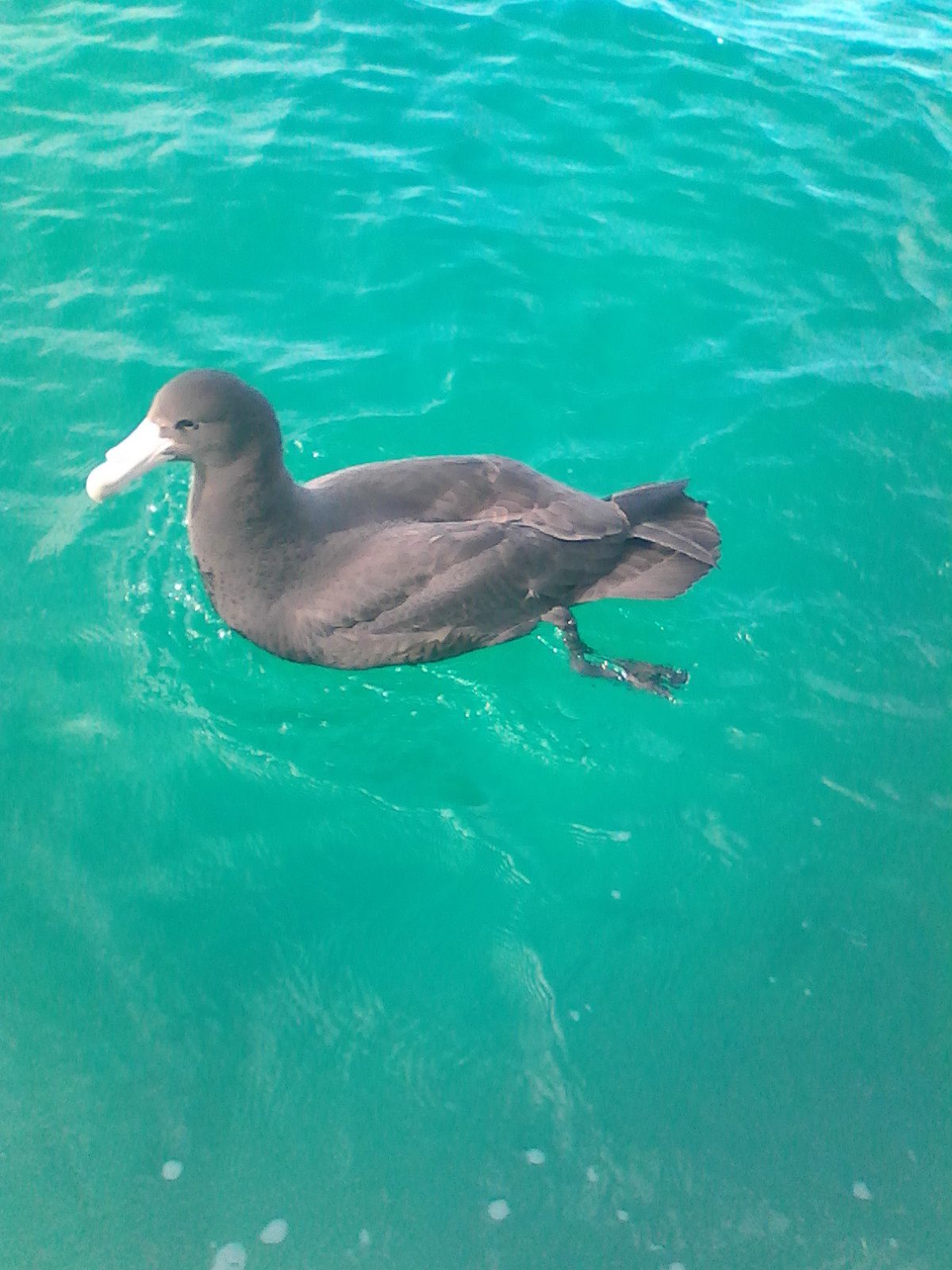 The author snapped a pic with his phone that doesn’t do this northern giant petrel justice. It is one huge bird! It’s the extras like this that add more to a fishing trip. 