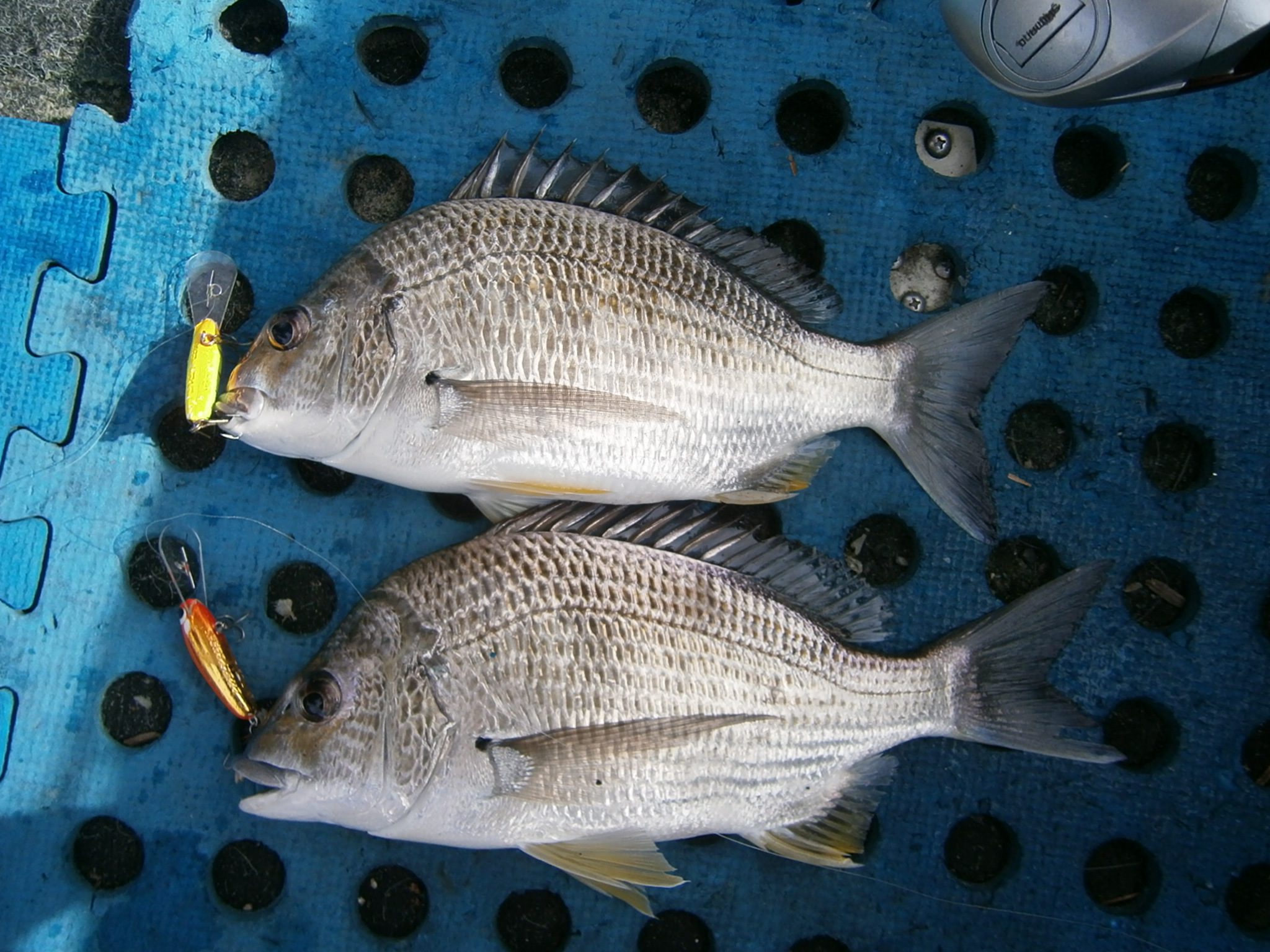 A double hook-up on quality bream that fell for a couple of well-trolled Pontoon21 lures.