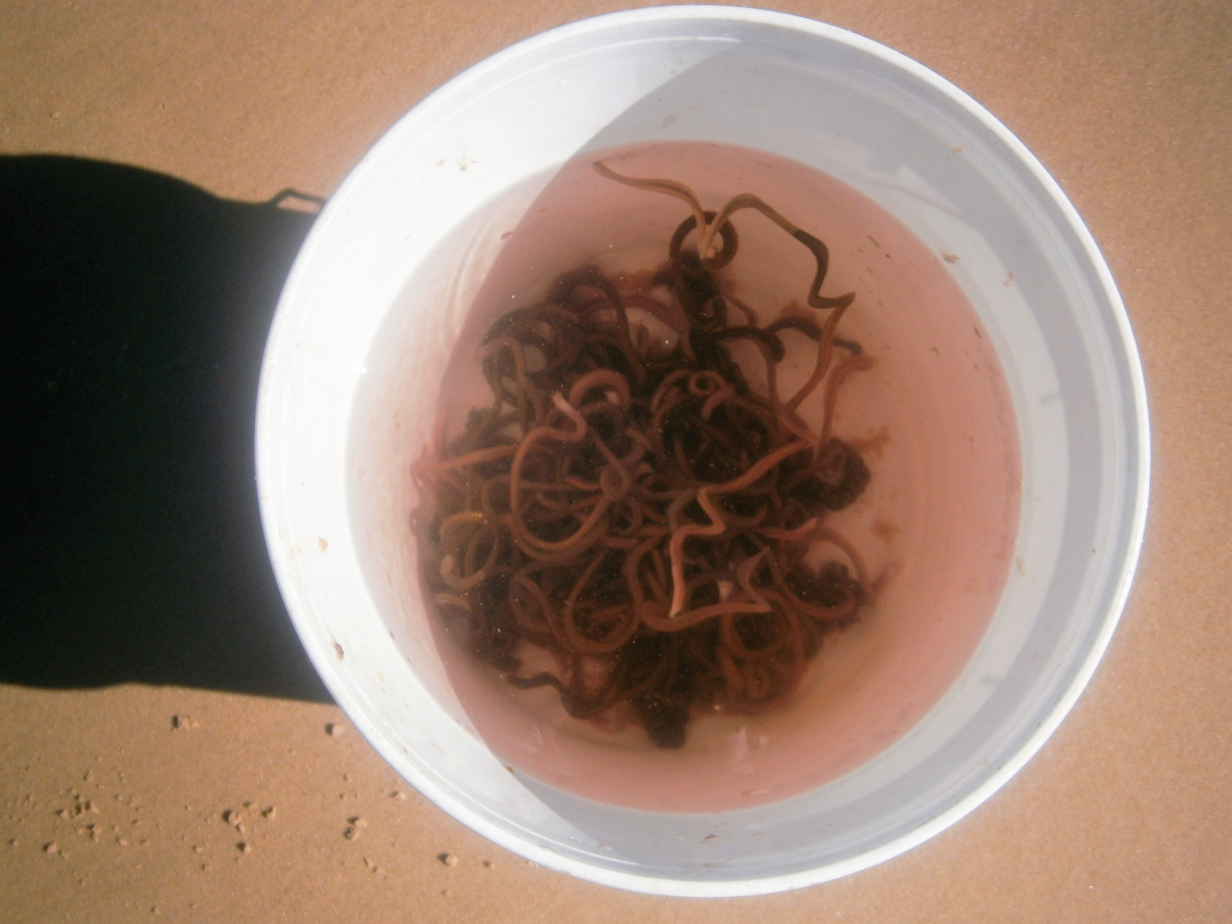 Get the technique right and you have brilliant western side whiting bait available at your feet on the beach. 