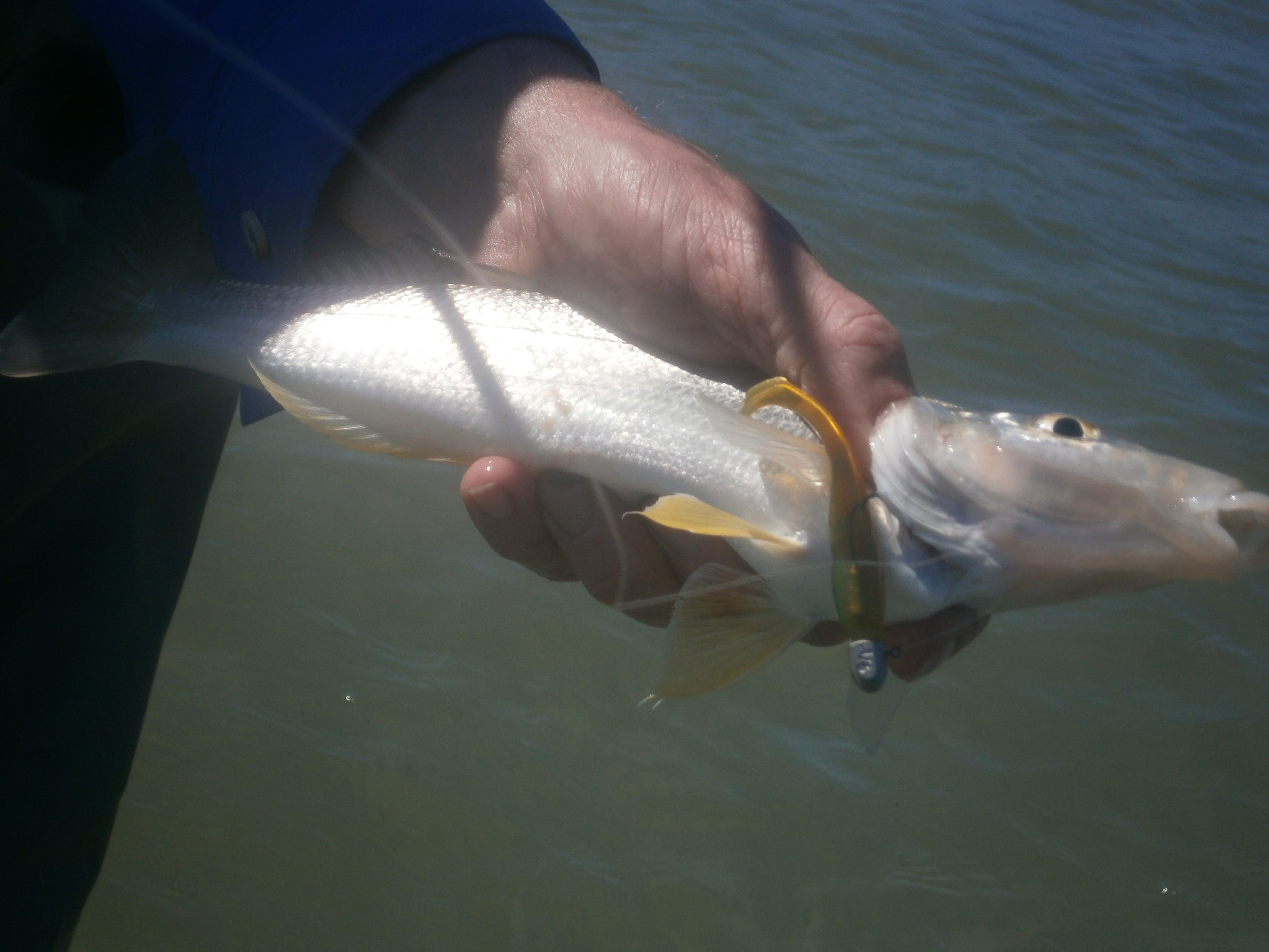 Big whiting also loved the Z-Man Slim SwimZ paddle tail.