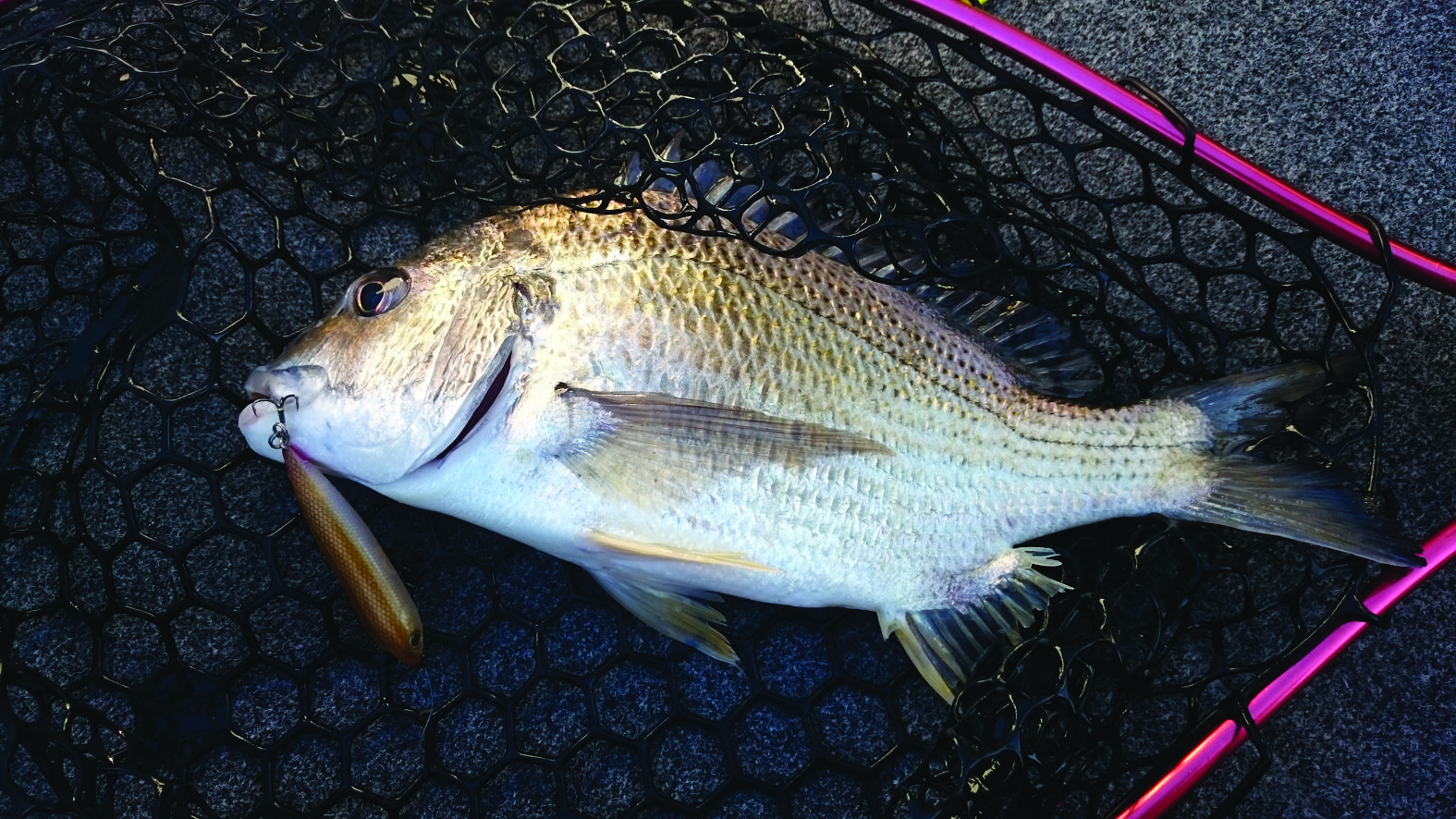 A quality bream that hit a Cultiva Zip ‘n Ziggy on the surface.