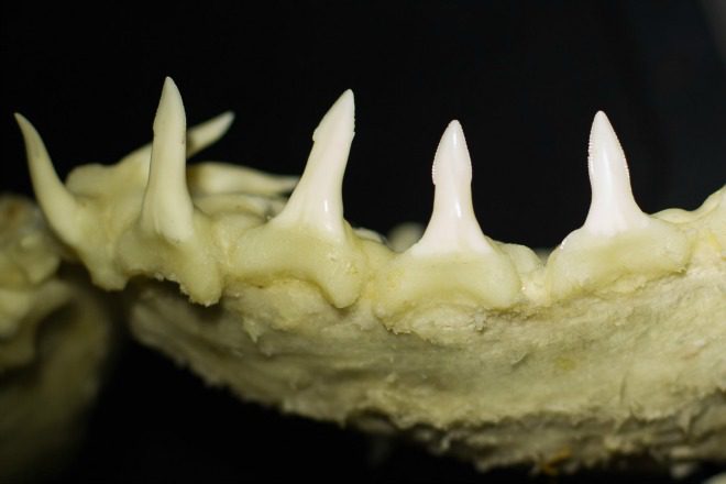 The lower teeth of the speartooth shark are long, narrow and erect with spear-like tips. The upper teeth are broadly triangular, erect and serrated. Photo: CSIRO – Richard Pillans