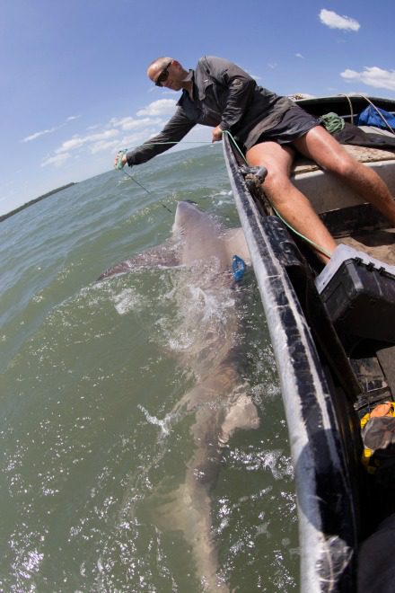 Dr Richard Pillans with a tagged shark.