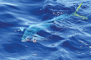 The blue flashes of a 10kg dolphinfish could be seen in the waves.