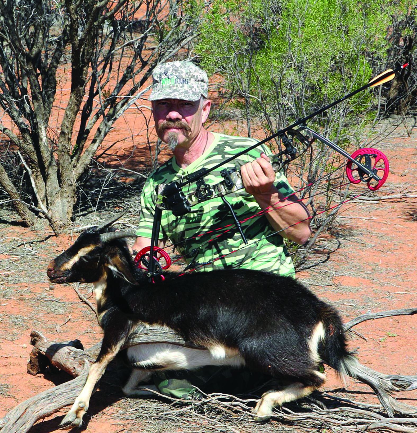 The Vortex Hunter’s features can be seen in this photograph with an eating-sized adult nanny goat taken with a fixed-blade broadhead and the bow set at 50lb.