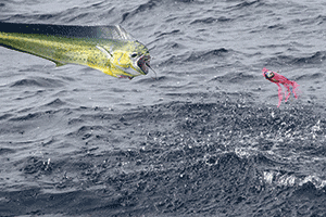 This dolphinfish tried in vain to shake the hooks.