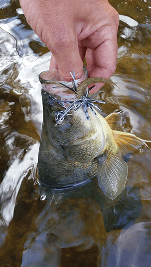 The Jackall Vector Jig was very effective on golden perch and being weedless made it great to use around the snags.