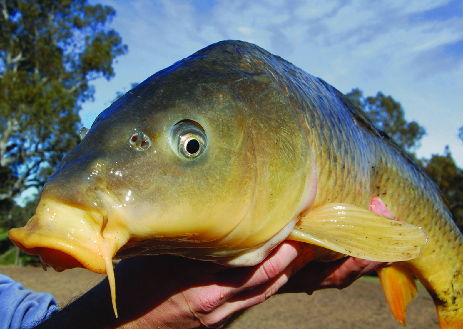 Carp_closeup_high-res_Marc-Ainsworth_cmyk_col-repl