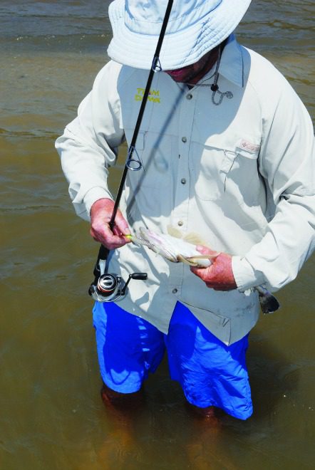 Flathead will be a common capture from the estuaries during the summer holidays.