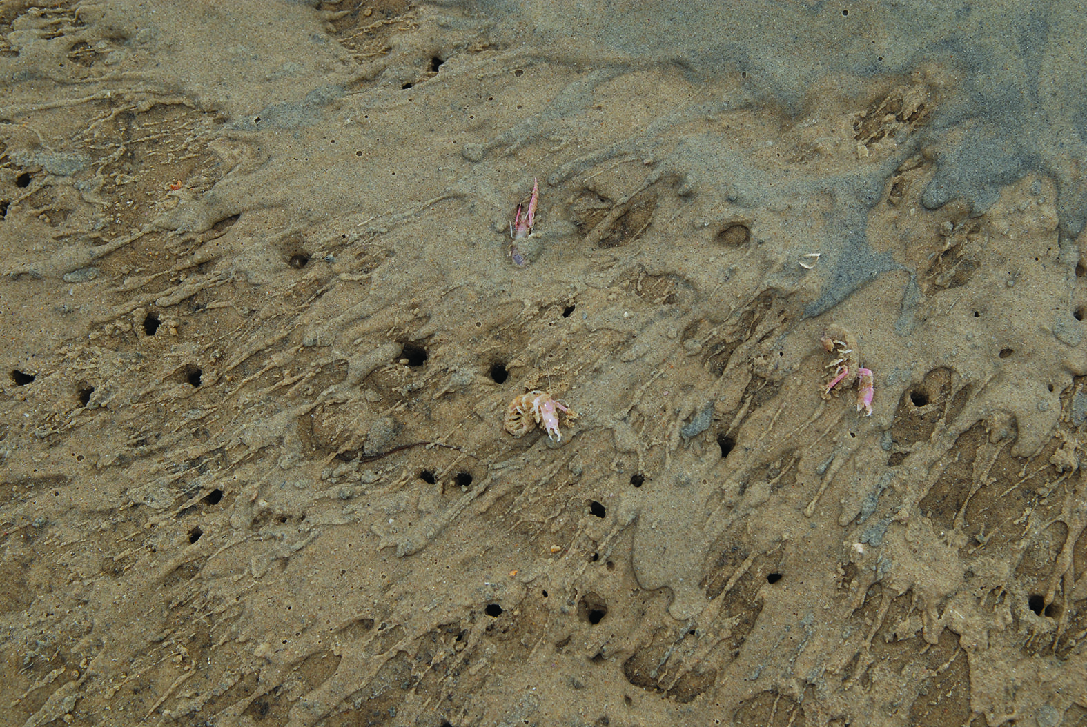 Lots of yabby holes usually equates to good numbers of yabbies.