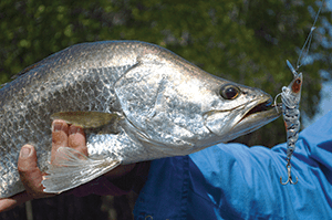 Dwane scored this barra on the drop using a Yo-Zuri sinking prawn imitation. 