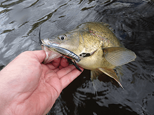 The Imakatsu Alive Chatter is a unique lure that was deadly on golden perch and Australian bass.