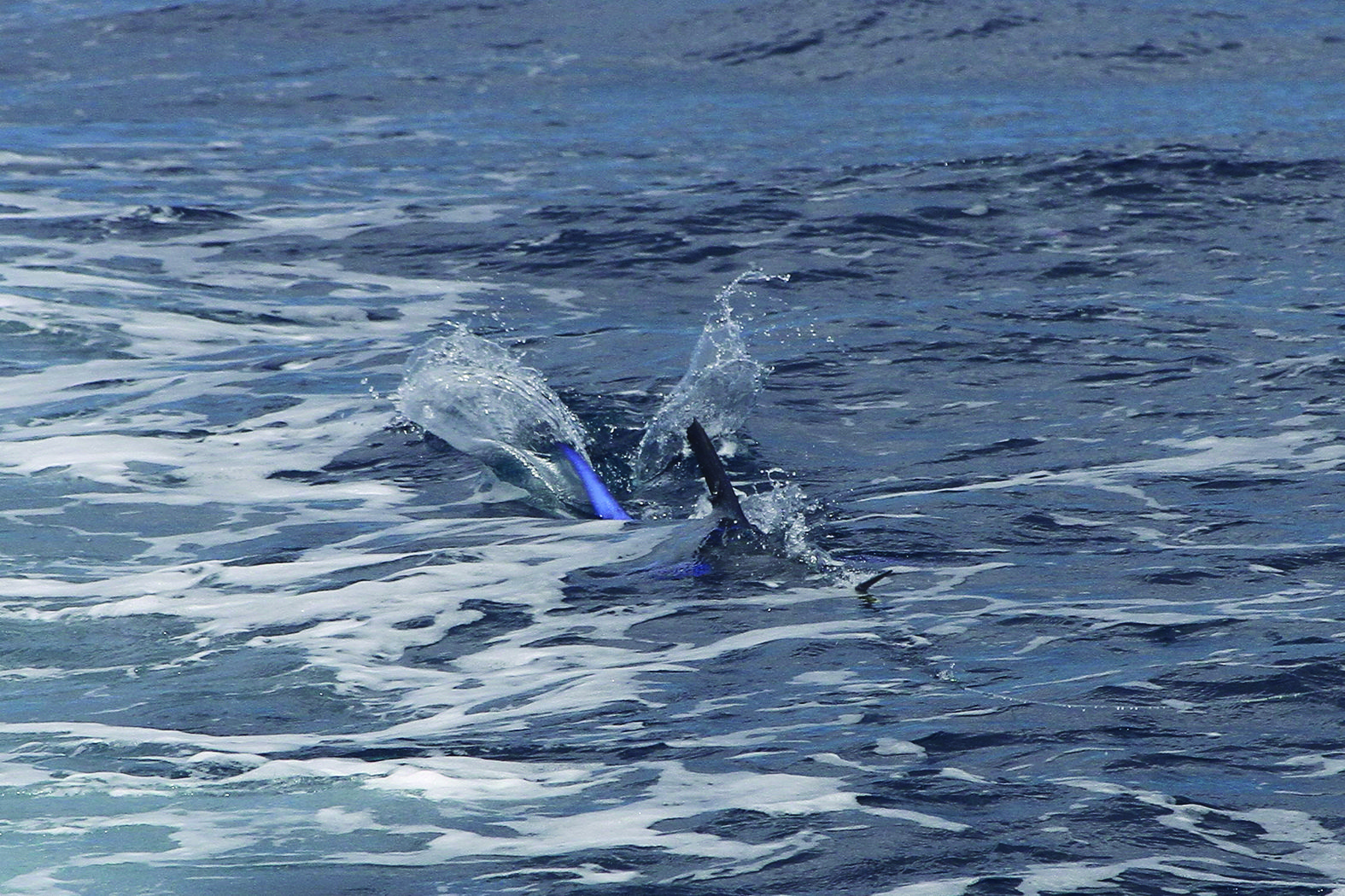 A marlin smashing one of the Grubbsta skirts.