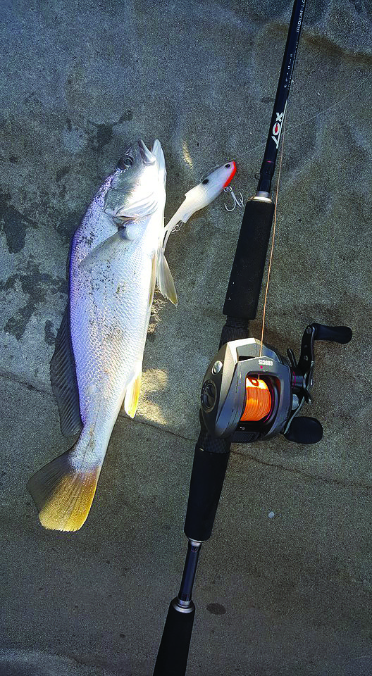This mulloway fell victim to a Pearl White Samaki Vibelicious thrown with a Lox baitcaster setup.