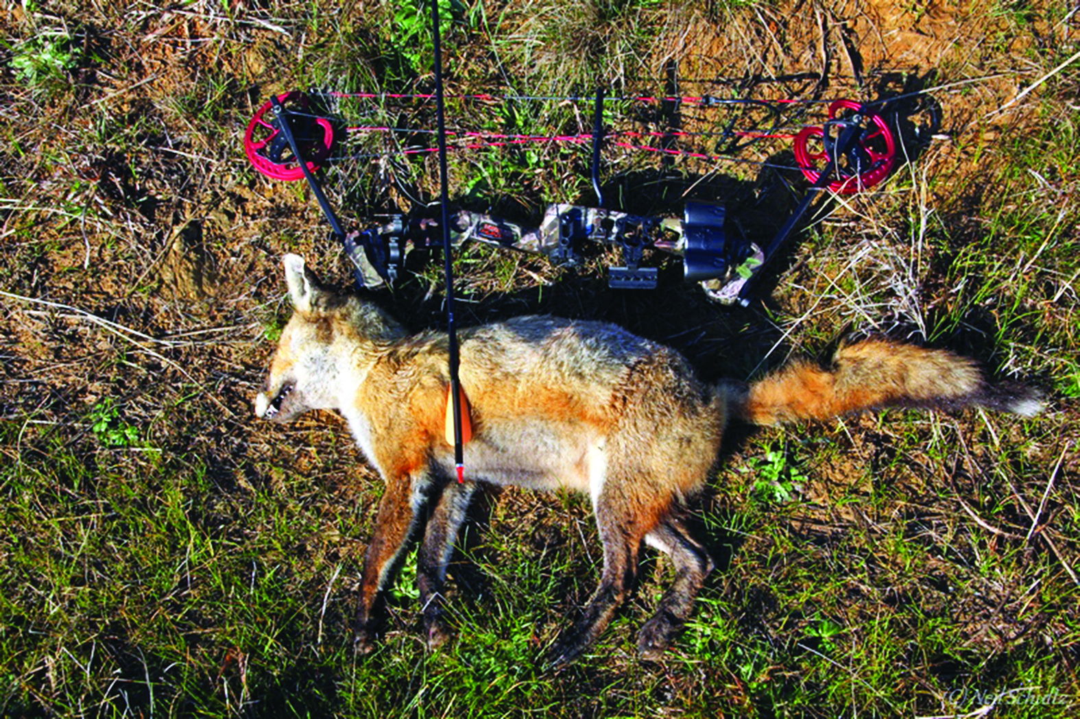 An adult fox taken with a Barnett compound bow. Bows are ideal when hunting on small blocks where overshooting would be a safety issue with a firearm. 