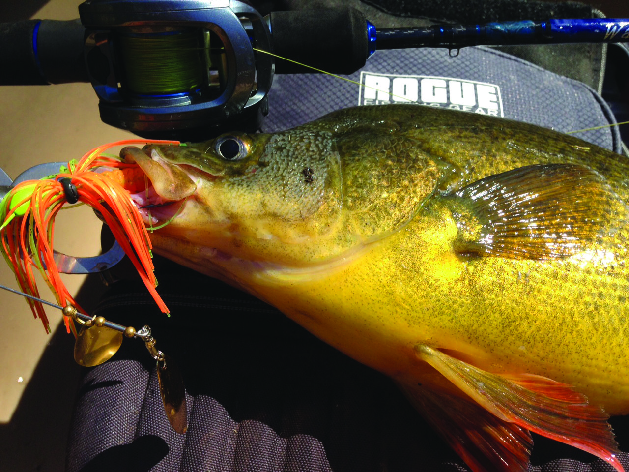 Check out the intense colours on this golden that took a spinnerbait in half a metre of water.