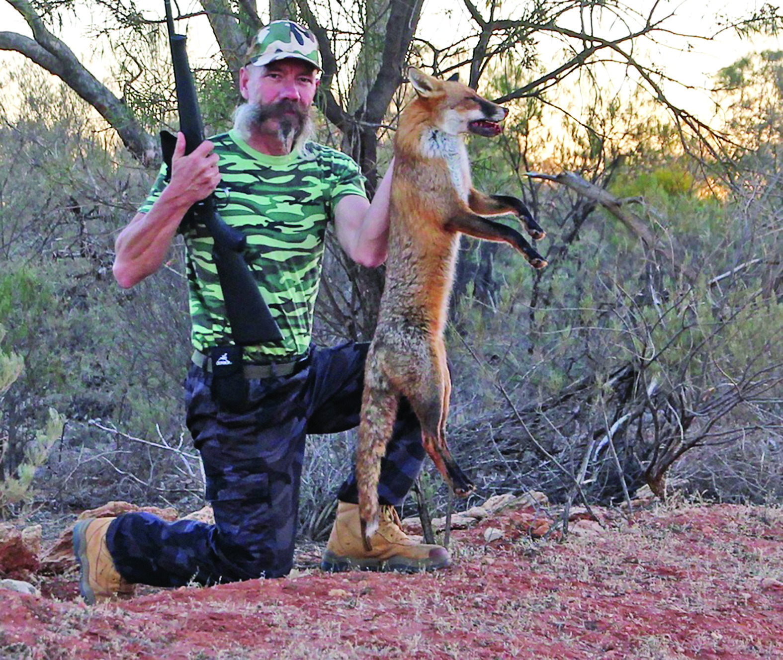 A Reynard (nickname for a fox) in prime condition that was taken on a friend of the author’s property that borders a national park (hence the well-fed fox). The humble .22 rimfire has likely taken more foxes out of the Aussie bush than any other calibre. It is quiet, cheap to feed, easy to shoot and a safe little calibre. 