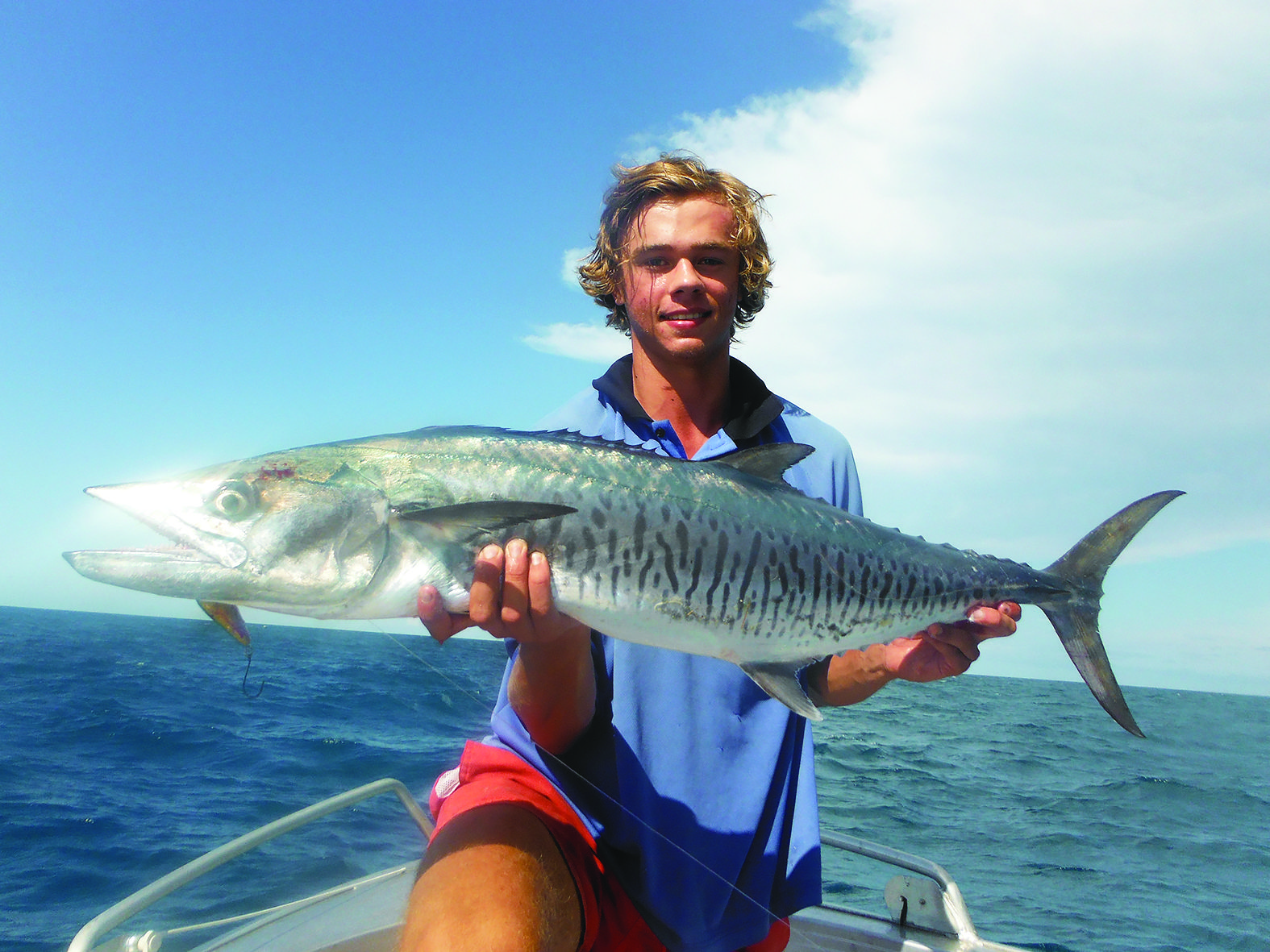 A great spanish mackerel enticed by a surface popper.