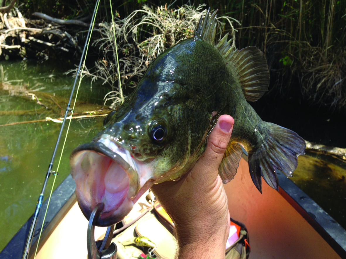 The bucket-shaped mouth of the golden perch can inhale large frogs, lizards, fish and insects.