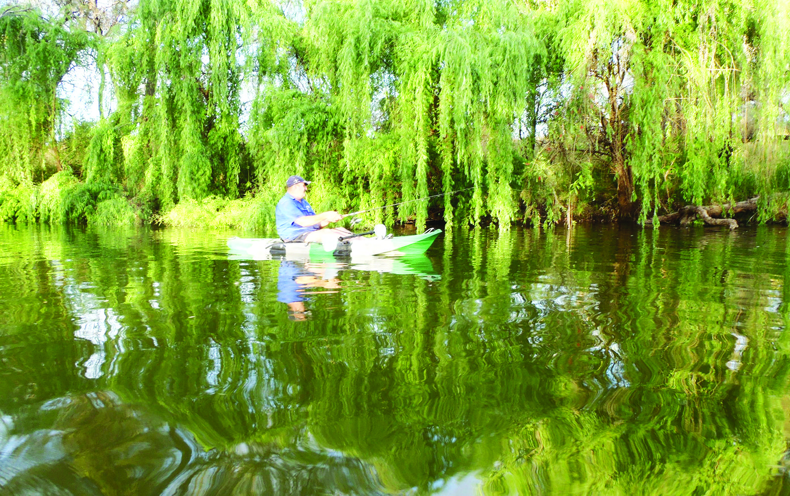 At the start of autumn, trolling lures along snag-infested zones in skinny waterways is the best method for catching cod. Graham Herring worked along the excellent bank-side cover provided by trees.