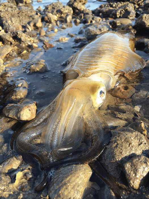 Wading the shallows for squid can prove fruitful.