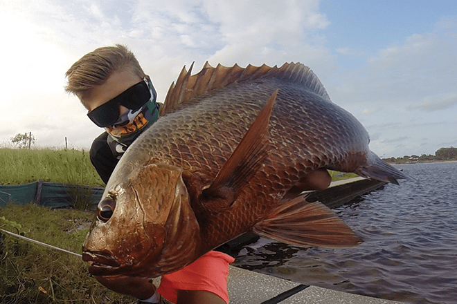 A mangrove jack that hit a Bash Lures Ribbon Tail fished along a retaining wall.