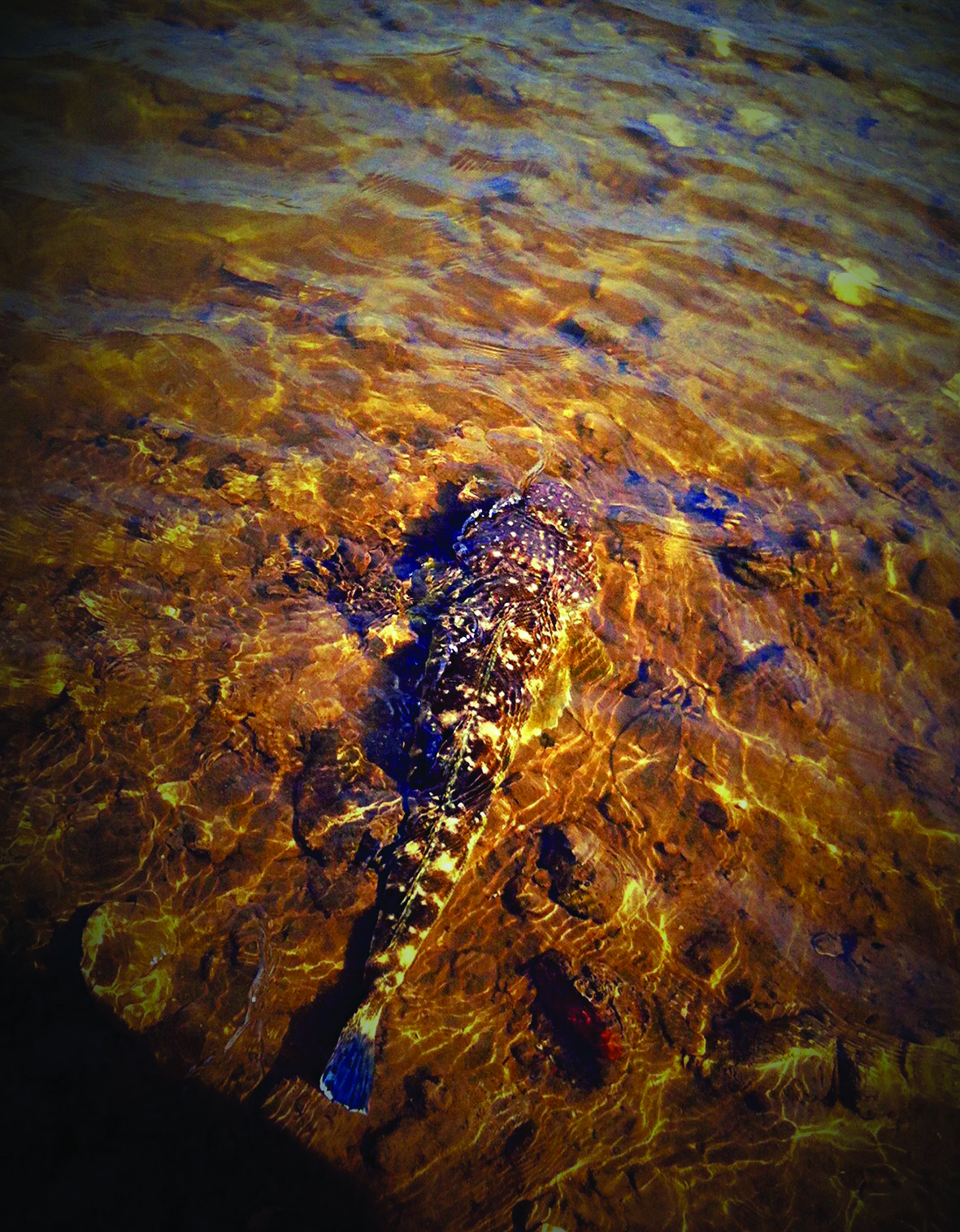 It’s incredible how well flathead blend into their environment. This picture was captured as the flathead was let go in the same area it was taken from a minute earlier.