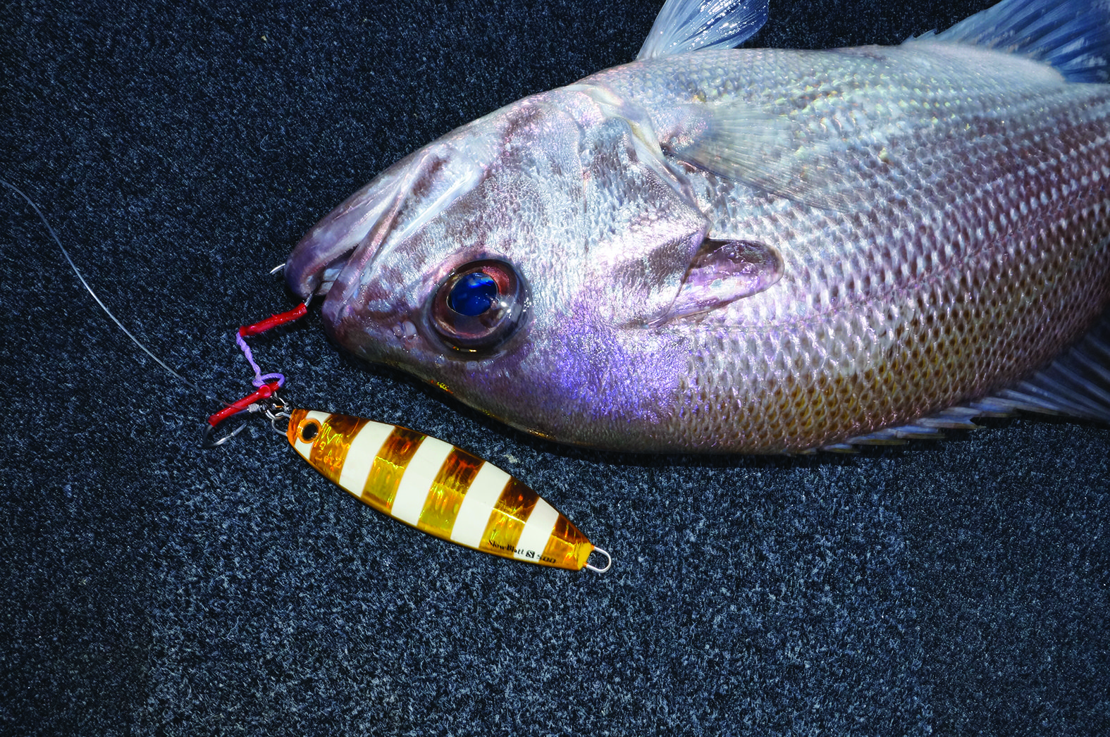 A slowly jigged metal with a shape similar to this Palms Slow Blatt will account for many pearl perch this winter.