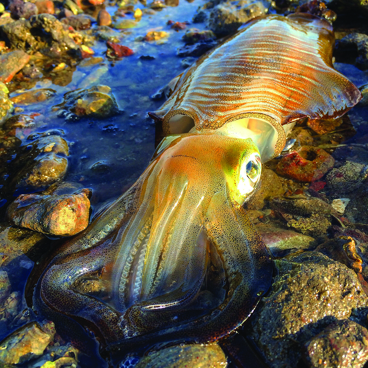 A tiger squid captured by the author.