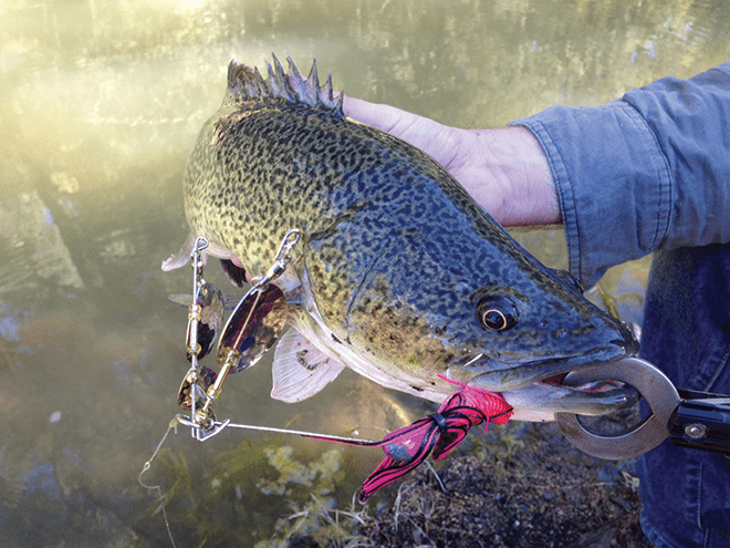 This cod was taken on a quad-spin Cod Hound Spinnerbait. 