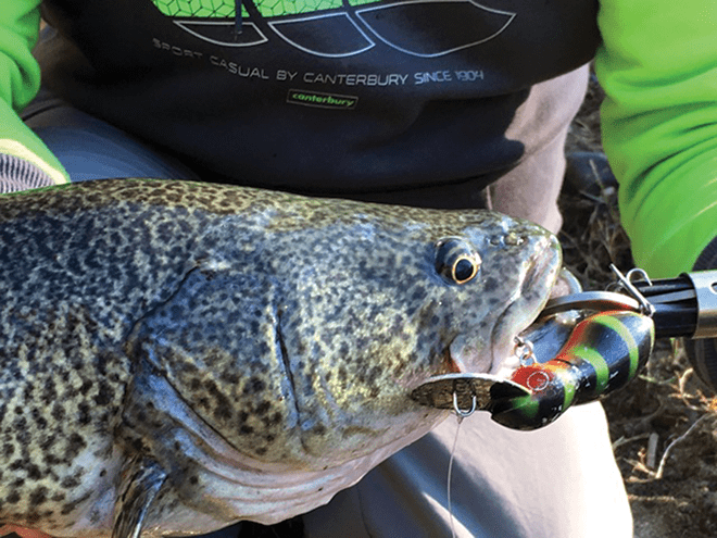 Murray Cod in Northern NSW - Bush 'n Beach Fishing Magazine