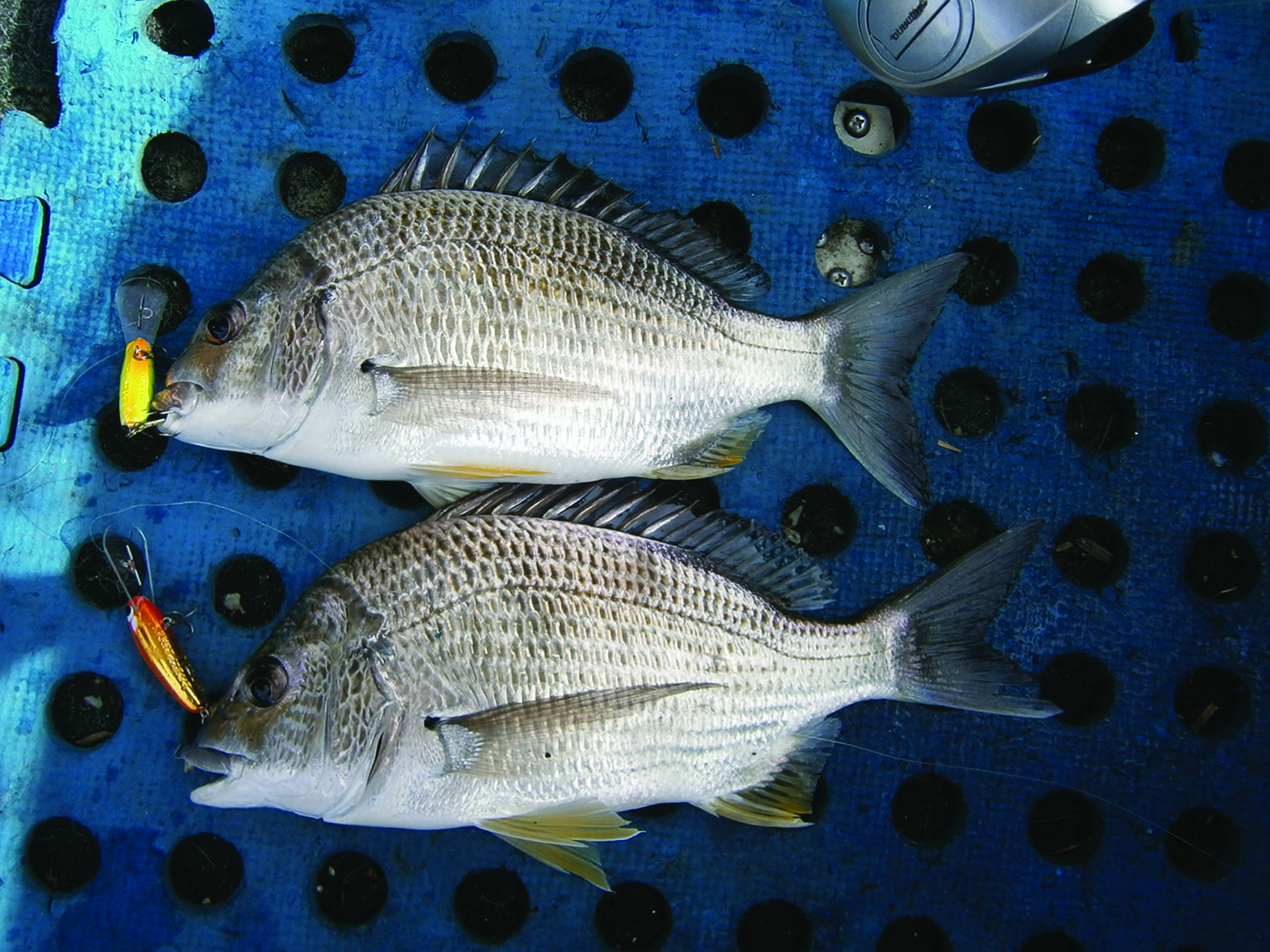 You can't do much better than getting a double hook-up of solid bream on lures. 