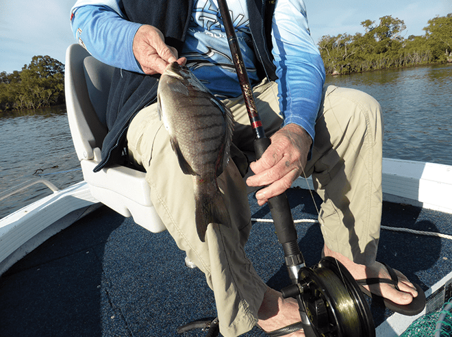 Tips on How to Catch Blackfish - Bush 'n Beach Fishing Magazine