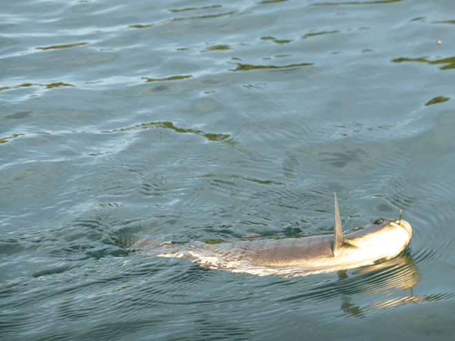 This blackfish was hooked with a Mustad 540 size 10 hook. The fish were lipping the bait and these hooks had a better hook-up rate.