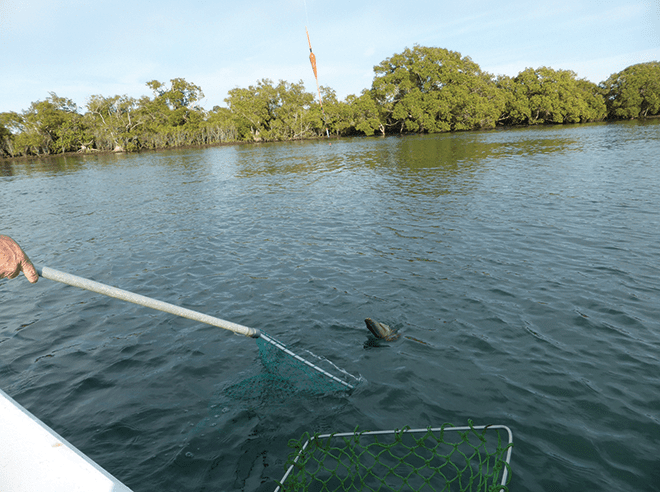 The author doesn’t use a net very often but it was extremely handy in the boat. 