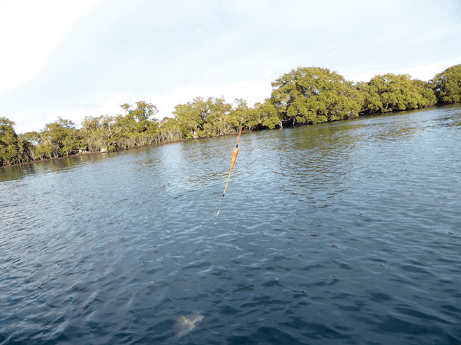 About 10cm below the float were sinkers and red beads that helped stop the sinkers flattening from constant casting.