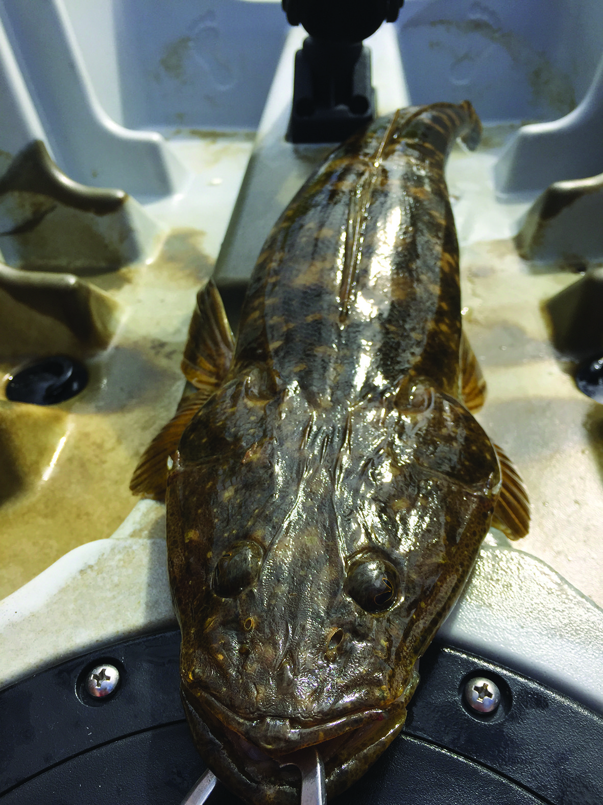 A solid flathead caught from a Dragon Kayak.