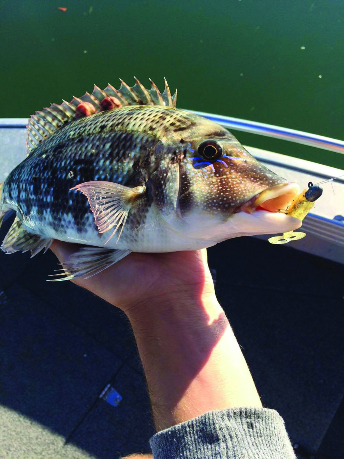 A 35cm grassy sweetlip was a welcome sight while fishing for flathead.